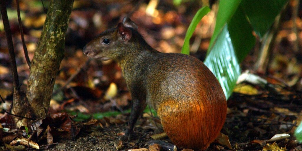 Project will catalog all the diversity of life in the Brazilian territory