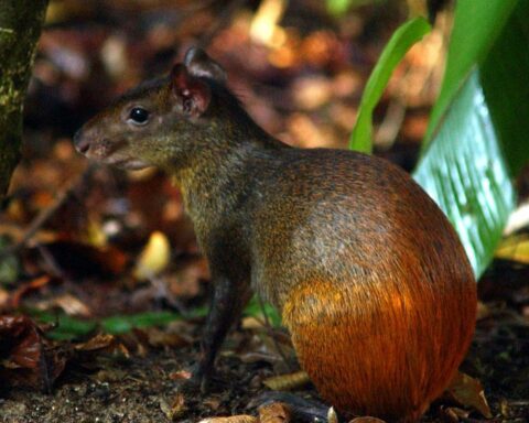 Project will catalog all the diversity of life in the Brazilian territory