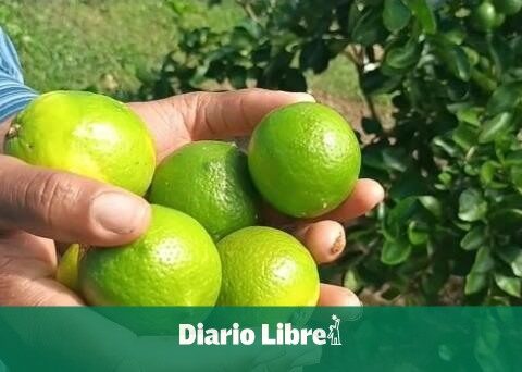 RD lemons arrive in the United States and Europe