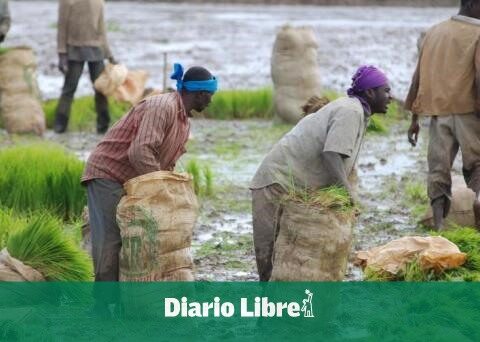 RD studies steps to take before the opening of the rice market