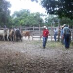 Ranchers of Las Segovias affected by migration, rustling and government oversight