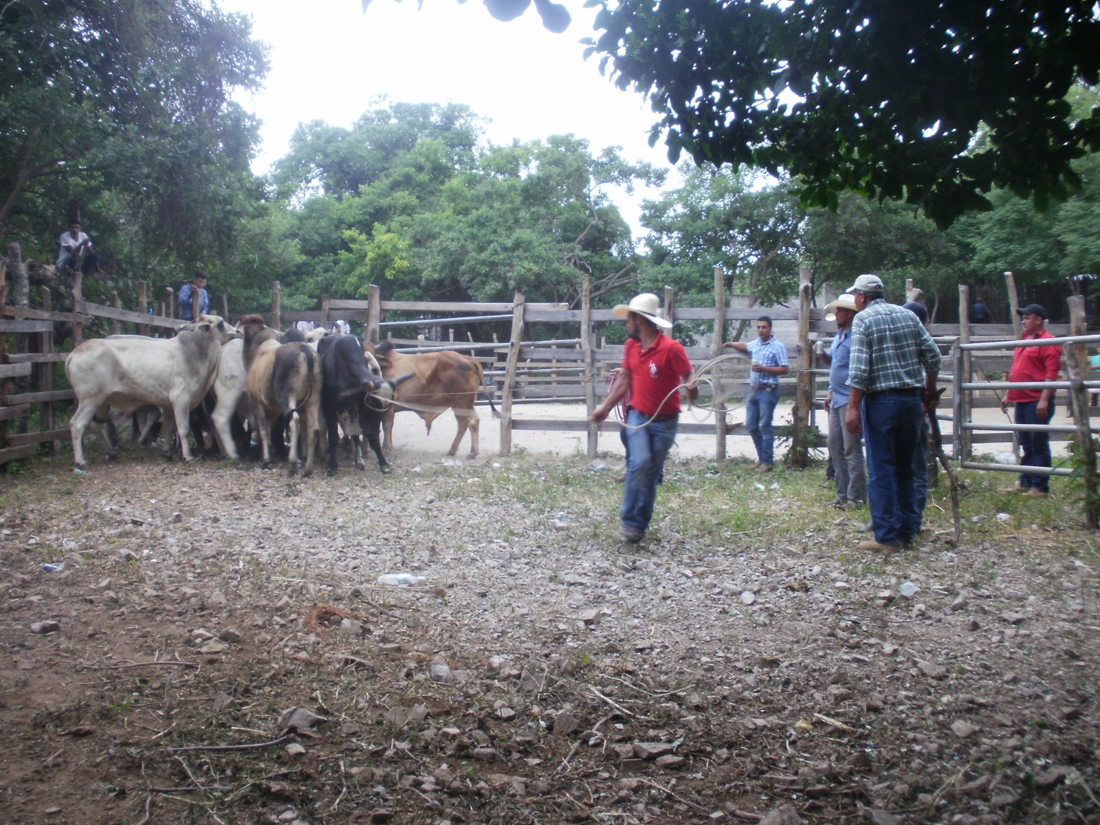 Ranchers of Las Segovias affected by migration, rustling and government oversight
