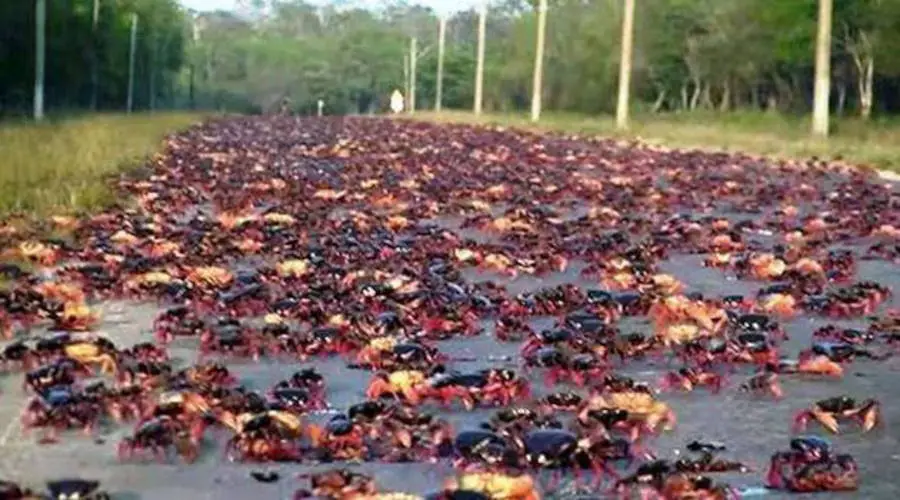 Migración de cangrejos rojos