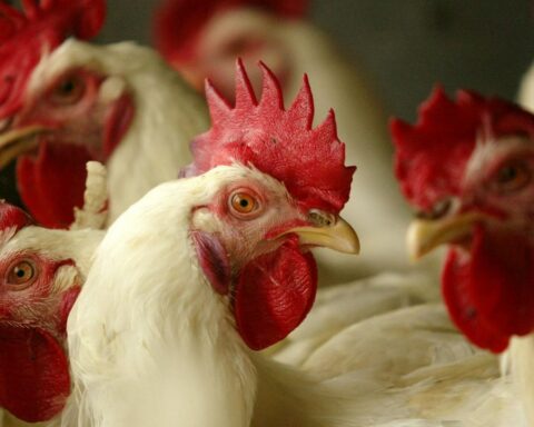 SENASA confirmed that cases of bird flu reach 40 in the country