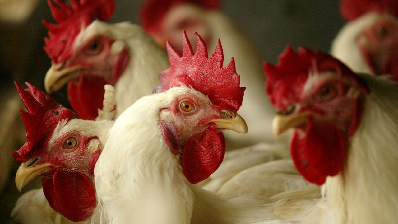 SENASA confirmed that cases of bird flu reach 40 in the country