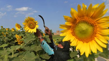 Santa Fe had the worst sunflower crop in 12 years