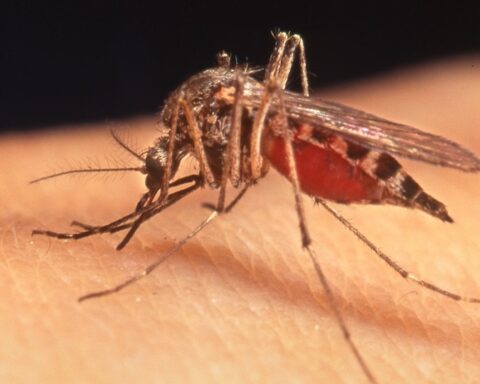 Sequera confirms at least 50 cases of chikungunya reinfection