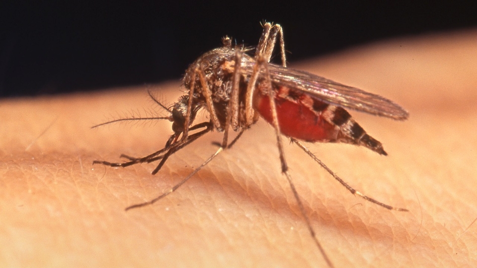 Sequera confirms at least 50 cases of chikungunya reinfection