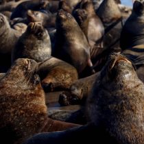 Sernapesca reports the death of 112 sea lions due to bird flu in Antofagasta