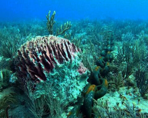 Ship loaded with Cuban stone for the Mayan Train damages corals in Mexico