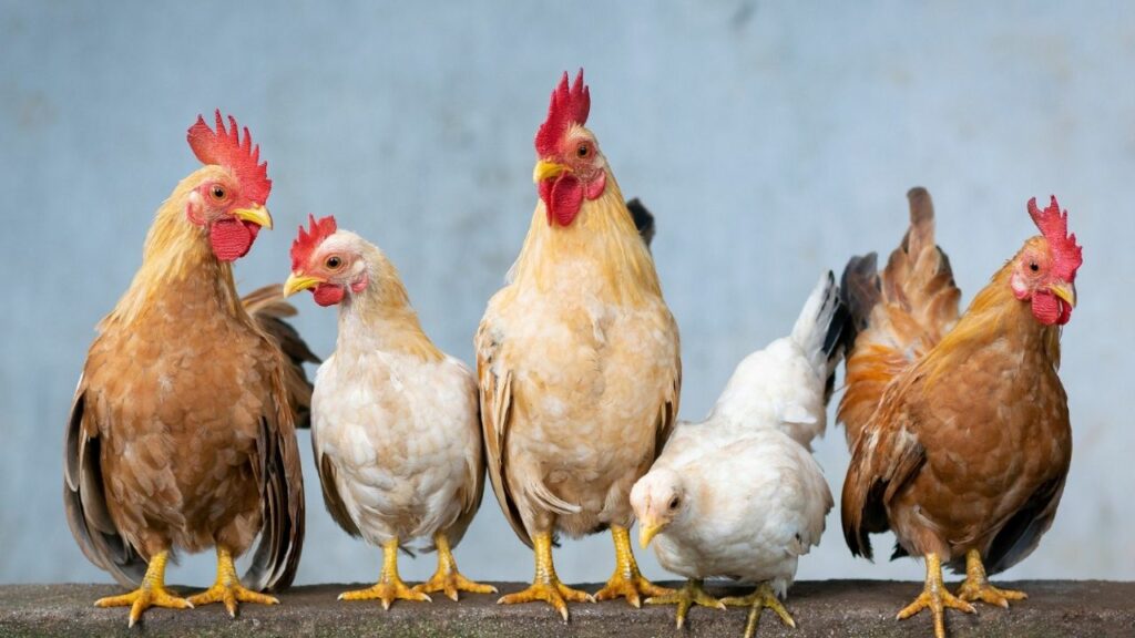 The Government confirmed the first case of bird flu in poultry and suspended exports