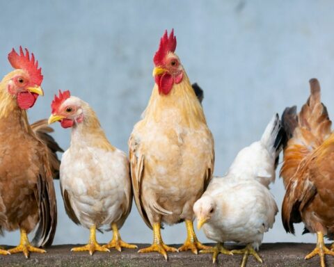 The Government confirmed the first case of bird flu in poultry and suspended exports