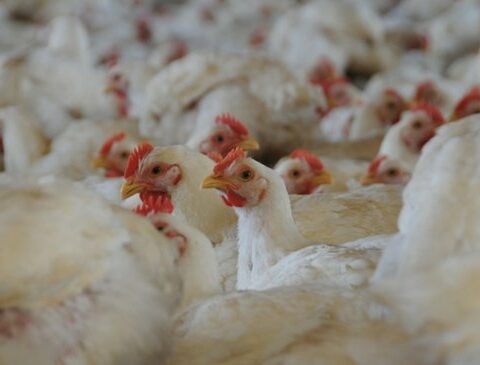 The Ministry of Livestock confirmed another 10 cases of bird flu in Montevideo