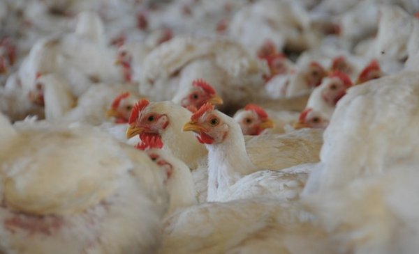 The Ministry of Livestock confirmed another 10 cases of bird flu in Montevideo