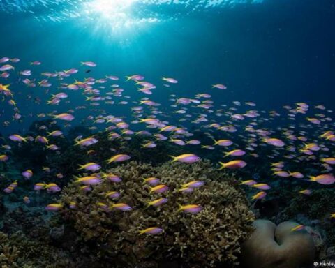 The UN reaches a historic agreement to protect the high seas