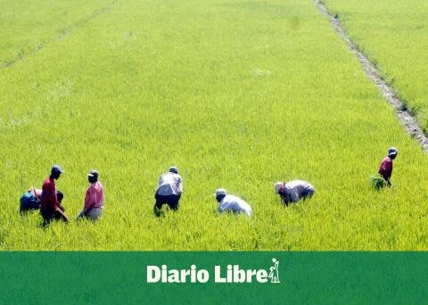 The US warned the DR that it does not support renegotiating DR-Cafta rice