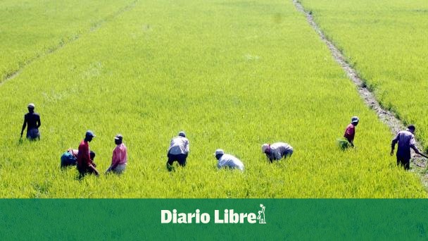 The US warned the DR that it does not support renegotiating DR-Cafta rice