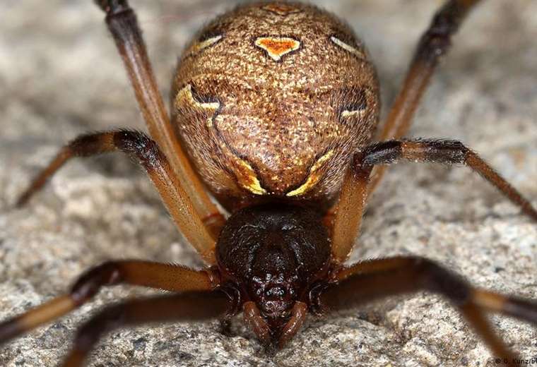 The black widow spider is disappearing from the southern United States because the brown widow is hunting it