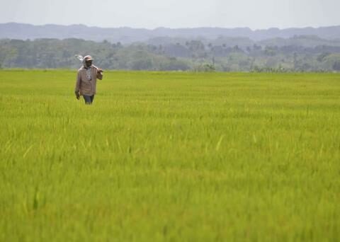 The concern of rice farmers about the DR-Cafta