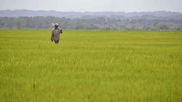 The concern of rice farmers about the DR-Cafta