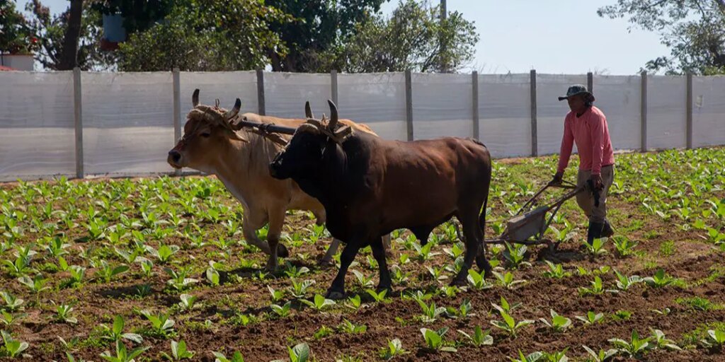 Tabaco, Pinar del Río