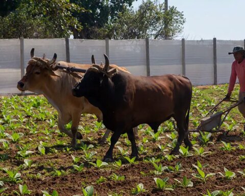 Tabaco, Pinar del Río
