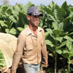 The official press announces the worst tobacco harvest in Cuba