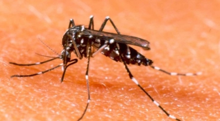 The son of the mayor of San Bernardino dies of chikungunya