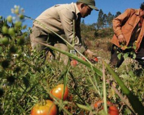 The tomato harvest plummets in Ciego de Ávila: five times less than in 2010