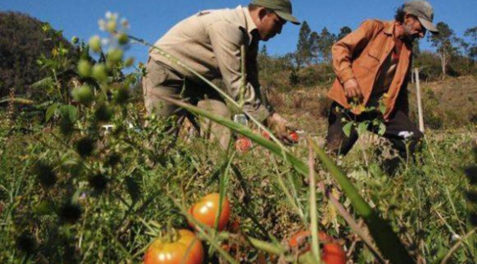 The tomato harvest plummets in Ciego de Ávila: five times less than in 2010