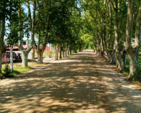 The trees lower the ambient temperature and the mayor Saret asks for more afforestation in public decoration