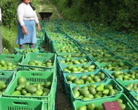 There are US$600 million avocado production at risk due to the rains