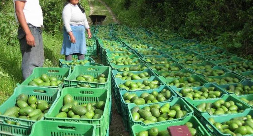 There are US$600 million avocado production at risk due to the rains