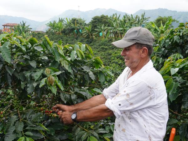 These are the 7 candidates for the management of the Federation of Coffee Growers