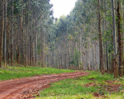 They denounce illegal afforestation in fields of Miguelete