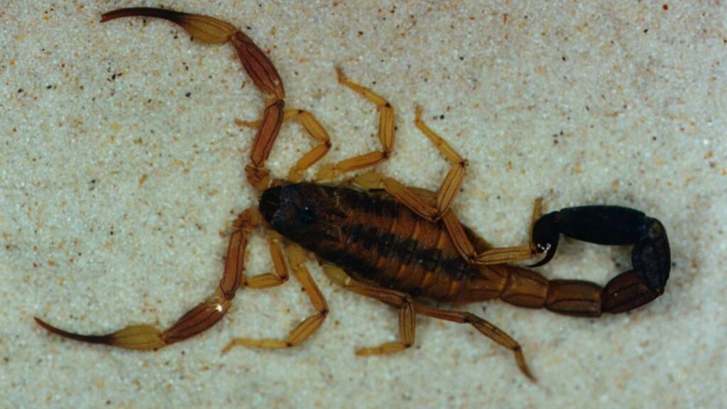 They denounce the presence of scorpions in a city school