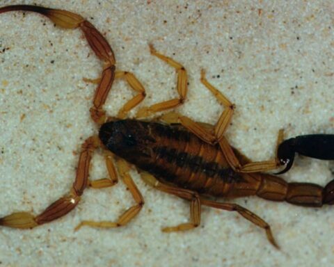 They denounce the presence of scorpions in a city school