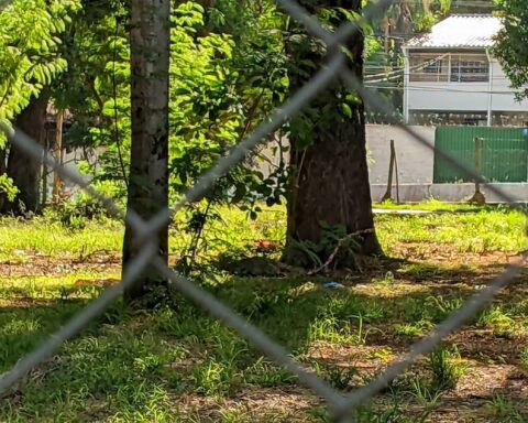 They investigate the case of a Japanese found dead under a tree