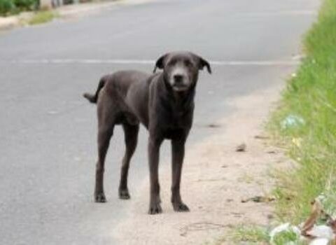 They poison several dogs in the UASD