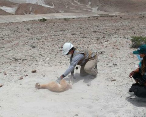 They rescue and release a lost guanaco calf that even carried its umbilical cord