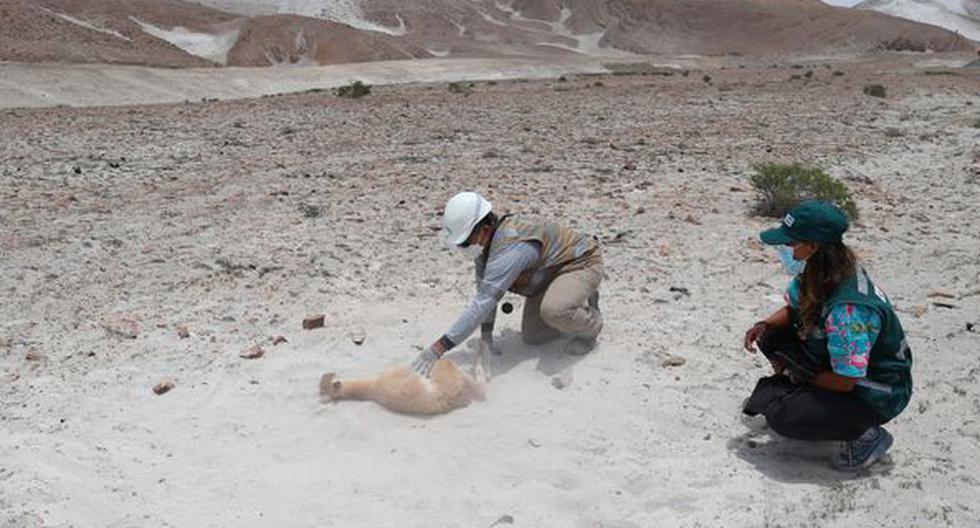 They rescue and release a lost guanaco calf that even carried its umbilical cord