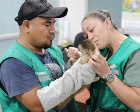 They rescue wild animals that were going to be sold