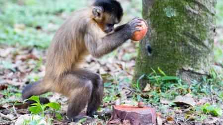 They rescued a capuchin monkey and other wildlife inside a home in Merlo