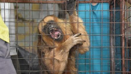 They rescued two carayá monkeys in captivity in Trenque Lauquen and Carhué