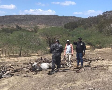 Police officers at the farm where the donkeys were found dead