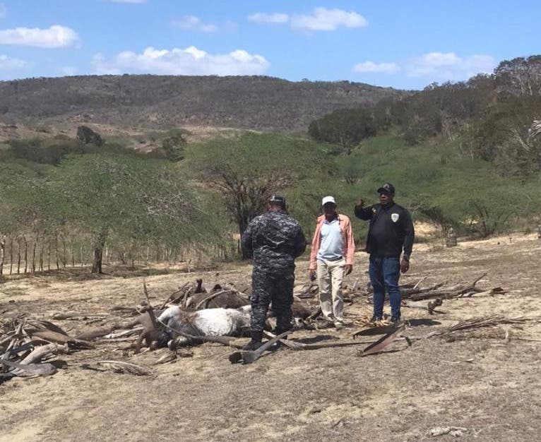 Police officers at the farm where the donkeys were found dead