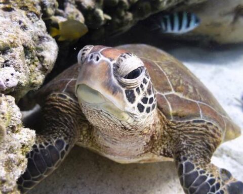 Treaty on the oceans: historic agreement after a decade of negotiations