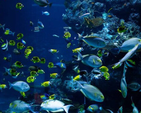 UN reaches historic agreement to protect high seas