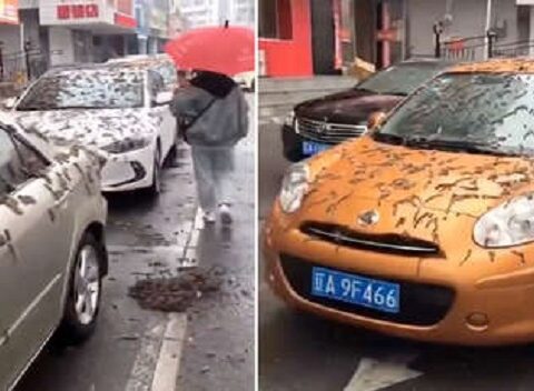 VIDEO|  A supposed "rain of worms" in China worries the Network