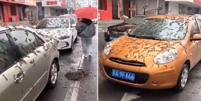 VIDEO|  A supposed "rain of worms" in China worries the Network